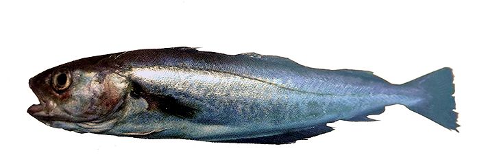 Merlangius merlangus_254